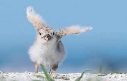 Black skimmer chick