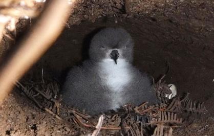 Hawaiian petrel chick