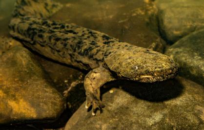 Hellbender