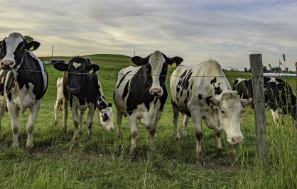 Holstein dairy cows lined up at a fence