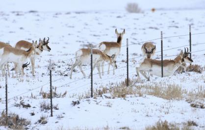 Pronghorn passing under a fence