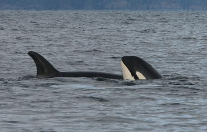 Southern resident killer whales