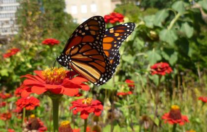 Monarch butterfly in an urban pollinator garden