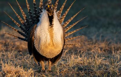 Greater sage grouse in the Northern Great Plains