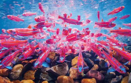 Rainbow shiners swimming underwater