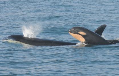 Southern resident killer whale and calf swimming