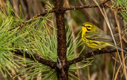 Prairie warbler on a tree branch