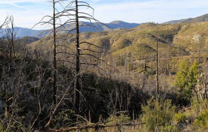 Post-fire landscape in Angeles National Forest