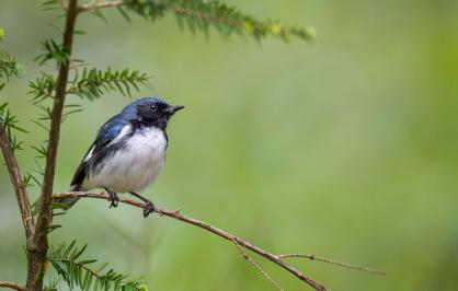 A black-throated blue warbler perched on a tree branch