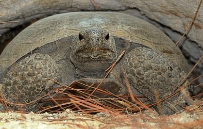 Gopher tortoise