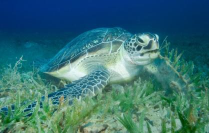 Loggerhead sea turtle underwater