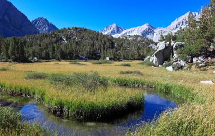 Wet meadow in the Sierra Nevada range