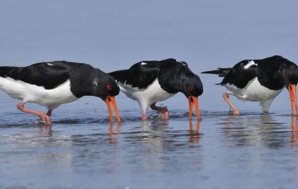 American oystercatcher