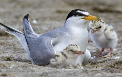 Least tern and chicks