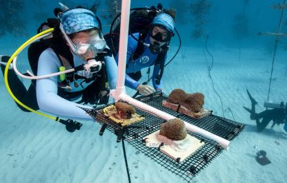 Divers installing coral fragments in a nursery