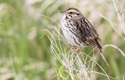 Baird's sparrow