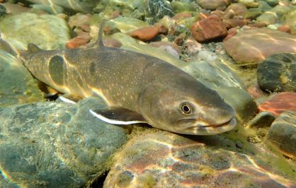 A bull trout swimming.