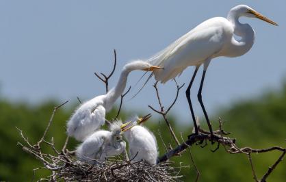 Great egrets