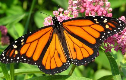 Monarch butterfly