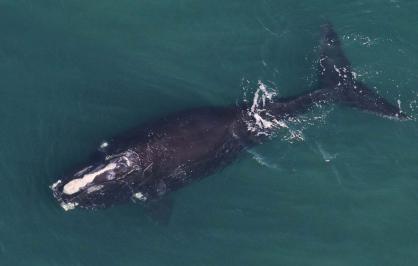 North Atlantic right whale