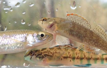 greenbreast darter, tricolor shiner and coosa darter