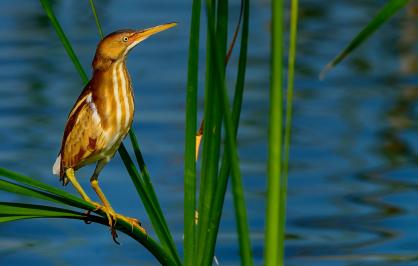 Least bittern