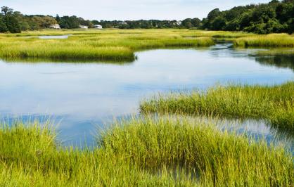 Tidal marsh in Connecticut