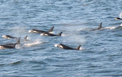 Southern Resident killer whales