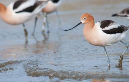 Avocets on the shore of Lake Michigan