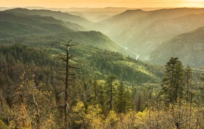 Stanislaus National Forest