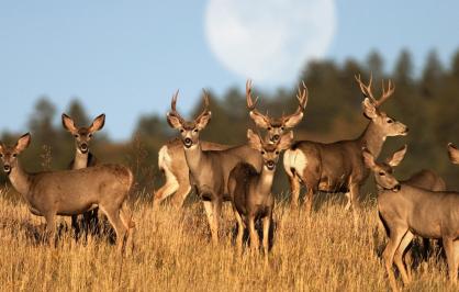 Mule deer