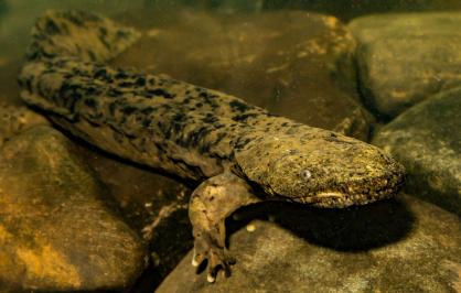 Eastern hellbender