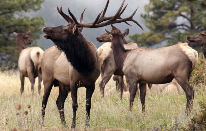 Elk