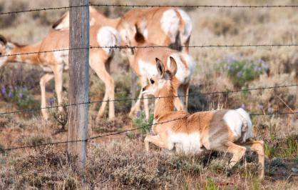 Pronghorn