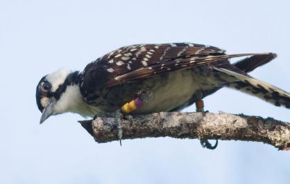 Red-cockaded woodpecker