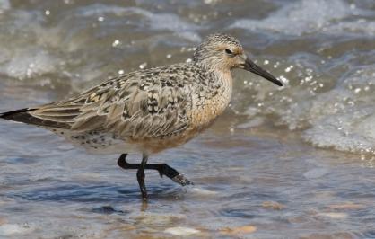 Red knot