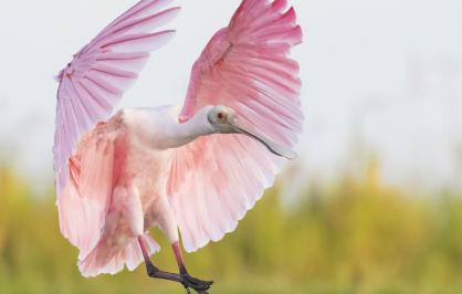 Roseate spoonbill