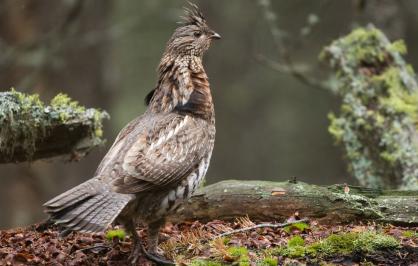 Ruffed grouse