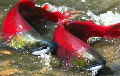 sockeye salmon