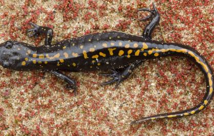 Santa Cruz long-toed salamander