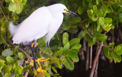 Snowy egret