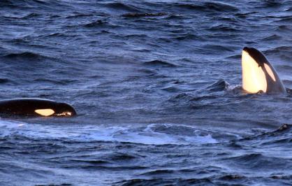 Two Southern Resident killer whales swimming in the Salish Sea