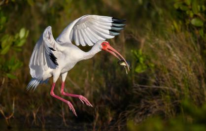 White ibis