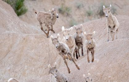 Young bighorn sheep