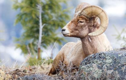 Bighorn sheep