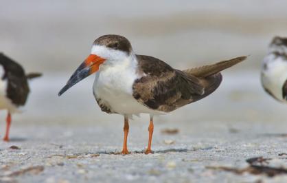 Black skimmers on the beach in Florida