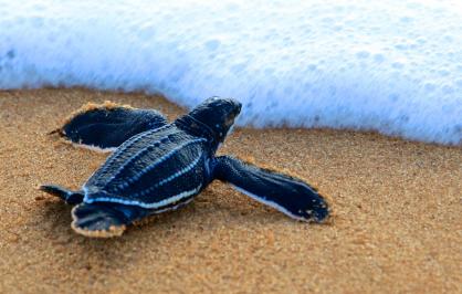 Leatherback sea turtle hatchling