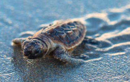 Loggerhead sea turtle