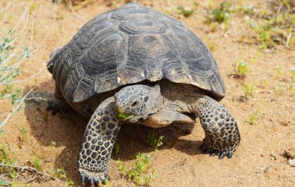 Mojave desert tortoise