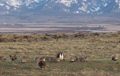 Sage-grouse on plain in Colorado